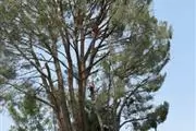 Mosi's Tree Service thumbnail 3