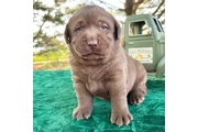 labradores color chocolate en New York