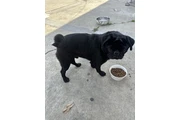 Male pug thumbnail