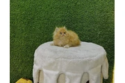 $260 : Gatito Persian disponible thumbnail
