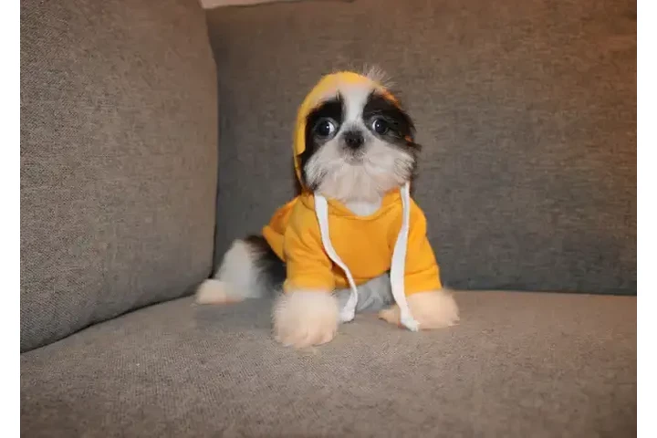 $1550 : TEDDY BEAR MALTESE X PUPS image 8