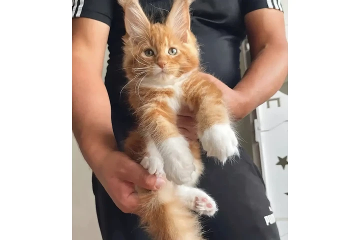 $350 : Maine coon image 1