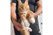 Maine coon en Palm Springs