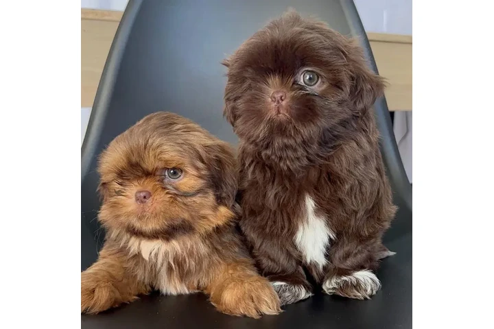 $410 : Shih Tzu image 1