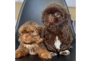Shih Tzu en Bayamon