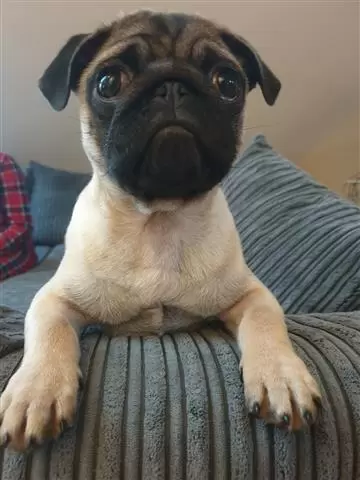 Male and Female Pug puppies image 1