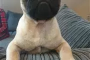 Male and Female Pug puppies en Washington DC