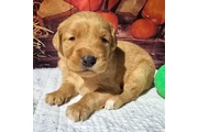 $350 : Golden Retriever thumbnail