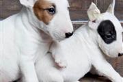 $360 : Hermoso pequeño BullTerrier in thumbnail