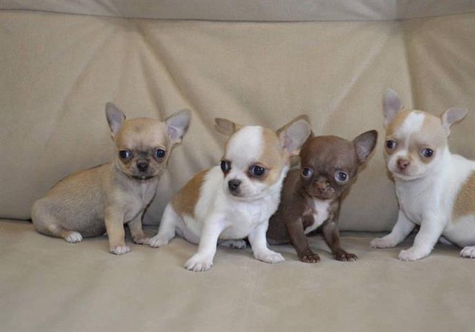 $500 : Chihuahua puppies image 2