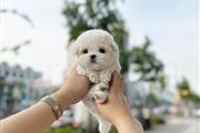 Bichon Frise en Fort Lauderdale