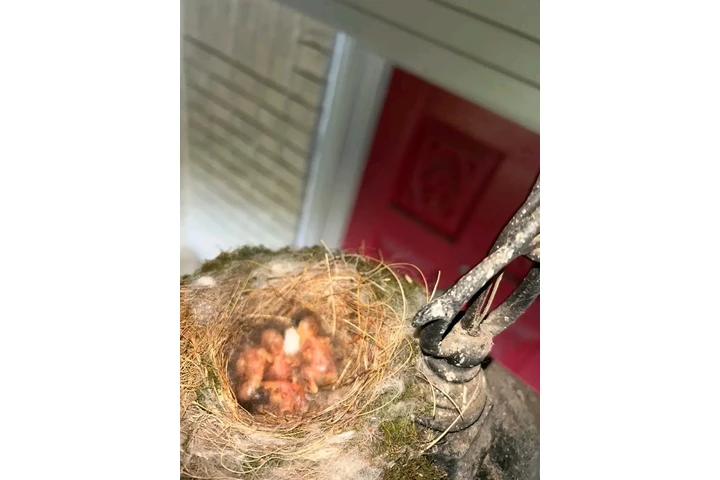 South Carolina | Breed: Cockap image 9