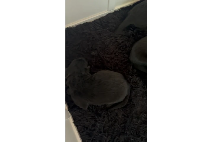 $500 : Germán Shepherd puppies image 3