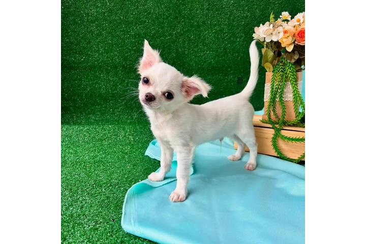 $600 : Chihuahua image 4