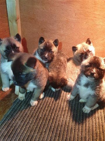 Akita Pups Ready for new home image 2