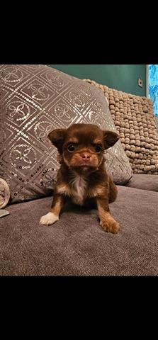 $510 : Full pedigree Chihuahua image 2