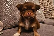 $510 : Full pedigree Chihuahua thumbnail