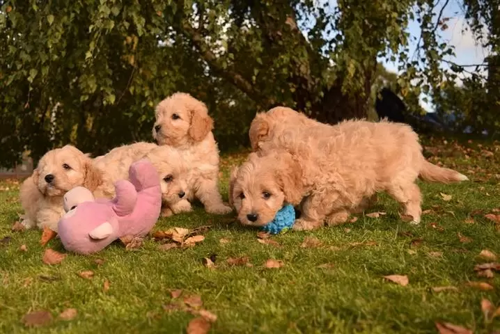 $550 : healthy Cavapoo puppies image 2