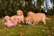$550 : healthy Cavapoo puppies thumbnail