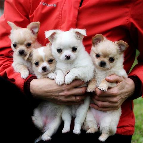 $500 : long haired chihuahua puppies image 1