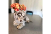 Dachshund puppy for sale en Birmingham