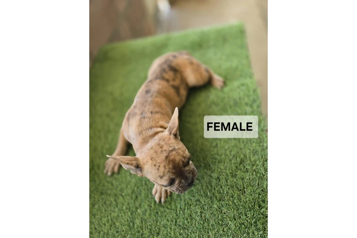 $2000 : French bulldogs fluffy carrier image 3