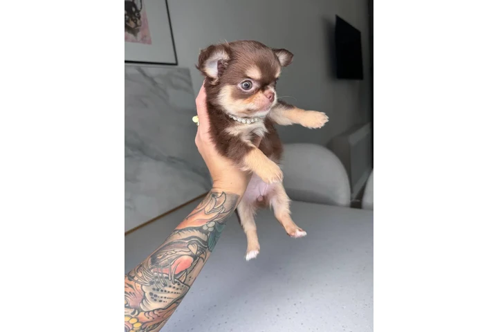 $300 : Teacup Chihuahua puppies image 5