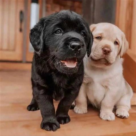 $500 : Adorables cachorros Labrador image 1