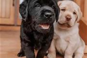 Adorables cachorros Labrador