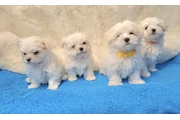 KC Registered Maltese thumbnail
