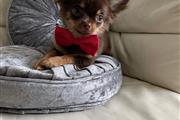 Chihuahua puppies for sale en Des Moines