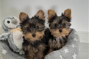 $500 : Adorables cachorros de Yorkie thumbnail