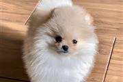 $400 : Pomeranian and French bulldog thumbnail