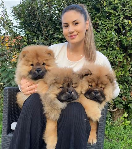 $600 : hermosos cachorros chow chow1 image 2