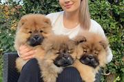 $600 : hermosos cachorros chow chow1 thumbnail