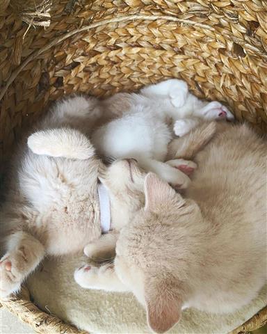 $500 : British Shorthair Kittens. image 3