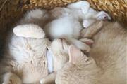 $500 : British Shorthair Kittens. thumbnail