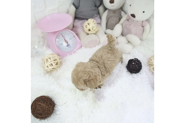 $350 : Micro Poodle image 2