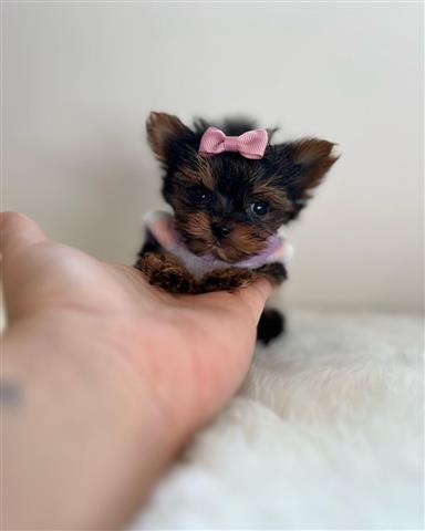 $350 : Yorkies a la venta image 2