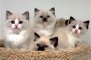 Cute Ragdoll Kittens Ready en Boston