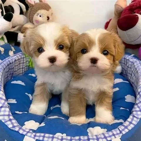 $400 : Cavalier King Charles Spaniel image 2