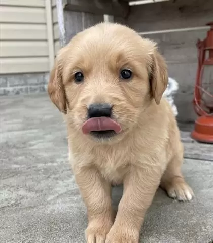 $300 : Golden retriever puppies sales image 3