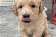 $300 : Golden retriever puppies sales thumbnail