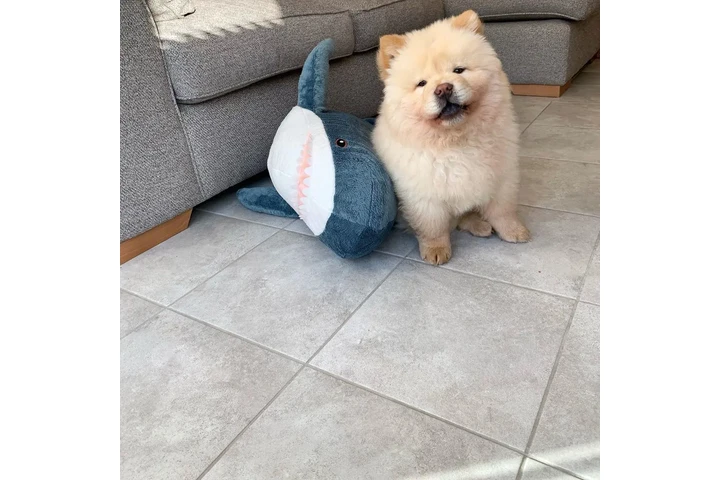 $500 : Adorable Chow Chow Puppies image 3