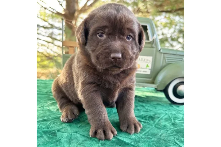 $350 : labradores color chocolate image 3