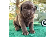 $350 : labradores color chocolate thumbnail