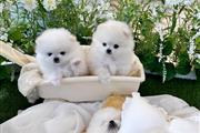 $360 : Teacup Pomeranian Pup’s thumbnail