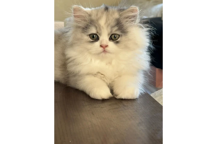 $1000 : Persian Cats image 2