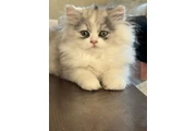 $1000 : Persian Cats thumbnail