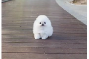 $350 : Micro Pomerania thumbnail